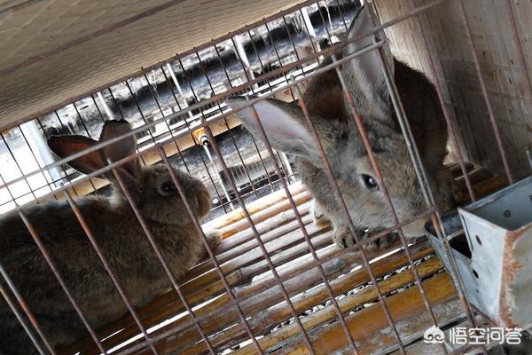 肉兔养殖技术教程:肉兔各阶段养殖饲料配方？