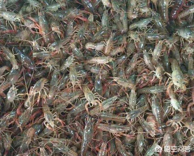 淡水虾养殖的创业故事:淡水虾养殖创业项目 在一百平米的帆布虾池养虾，能有多少利润？