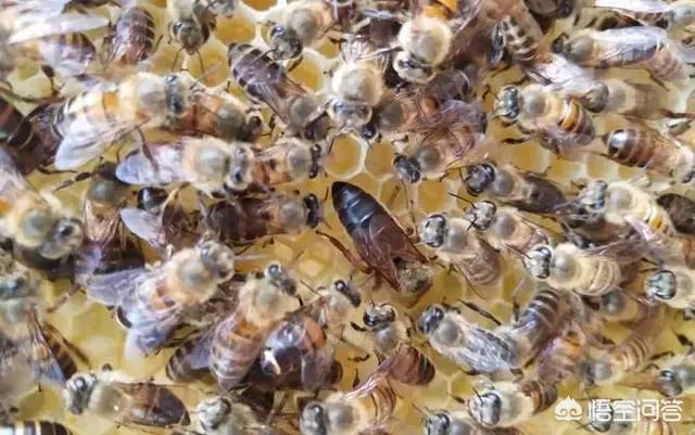 土猫网:饲养土蜜蜂如何预防壁虎入蜂箱偷吃蜂蜜？