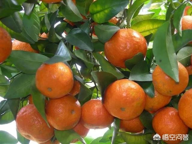 老果农教你如何正确挑橘子，怎么减少柑橘果面的凹凸和伤痕