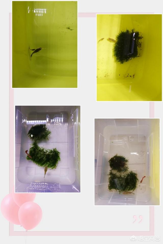 剑尾鱼如何喂养:孔雀鱼生完小鱼十几天怎么又像要生的样子？肚子好大？