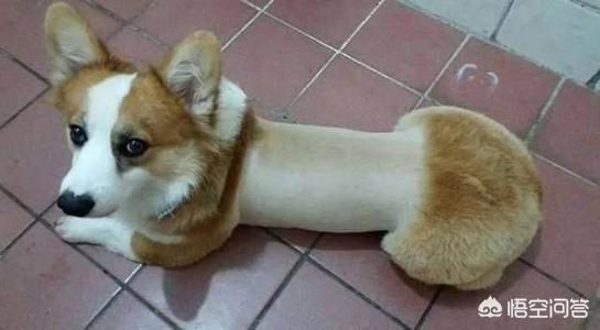 斗牛犬躲冰箱避暑视频:狗狗中暑时，如何正确降温？ 斗牛犬躲冰箱避暑图
