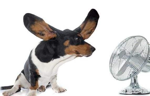 斗牛犬躲冰箱避暑视频:狗狗中暑时，如何正确降温？ 斗牛犬躲冰箱避暑图