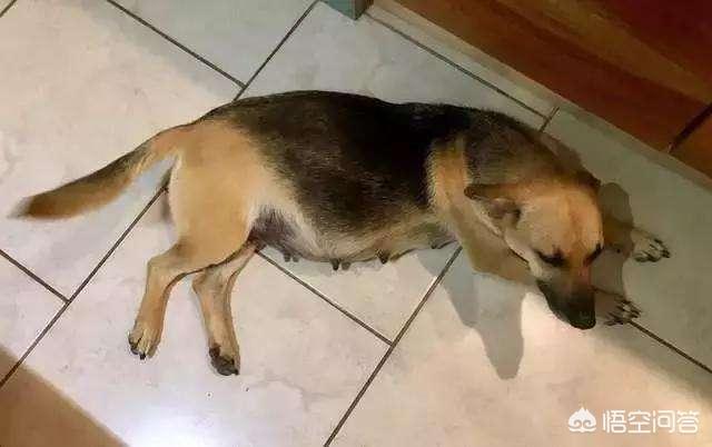 斗牛犬躲冰箱避暑视频:狗狗中暑时，如何正确降温？ 斗牛犬躲冰箱避暑图