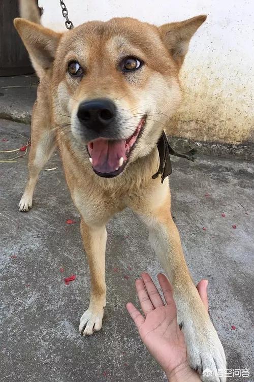 虎皮丹犬厉害么:我国的哪种狗最富有灵气？为什么？ 虎皮丹犬厉害吗