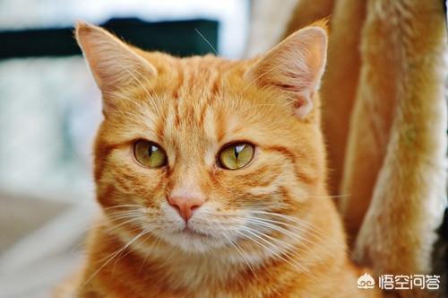 猫鼻支试纸多少钱一个:猫鼻支试纸阳性就是猫鼻支吗？