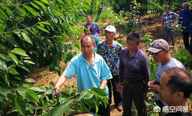头条问答 樱桃树夏季什么时间摘芯最好 微笑百香果kx的回答 0赞