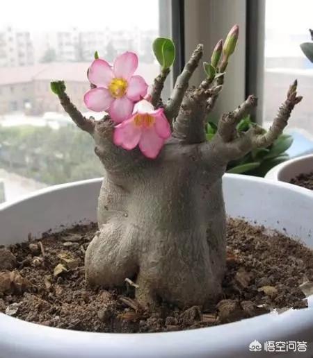 黄刺玫的养护方式:沙漠玫瑰如何养护？夏季砍头扦插能活吗？