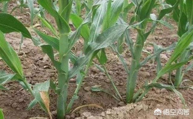 玉米掰芽子好還是不掰好？對產量有什么影響？
