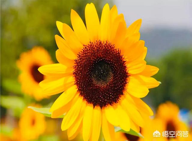 茜之塔开花后怎样处理:盆栽的向日葵开花后应该怎么养护？需要施肥吗？