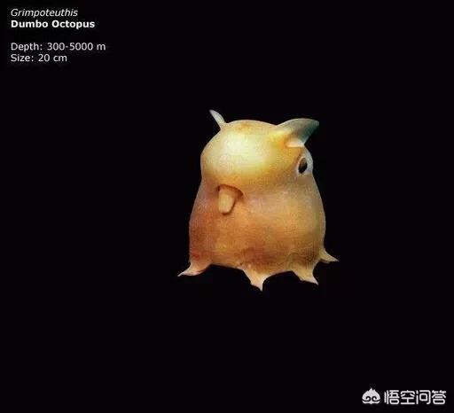 巨型等足虫:马里亚纳海沟8000米以下，究竟有哪些生物能够生存下来