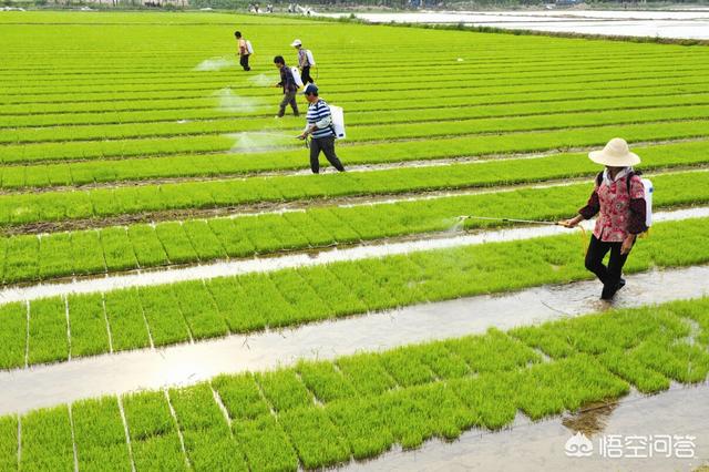 水里红线虫:红白线虫、鼻涕虫，能对水稻造成危害吗？该如何防治？