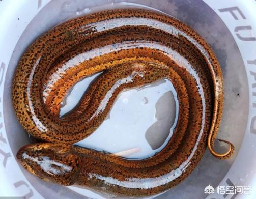 什么是望月鳝,有毒吗(你在农村老家见过望月鳝吗?