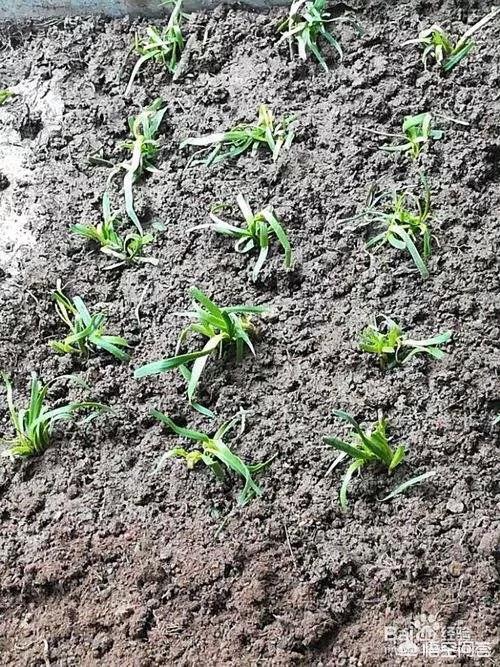种植韭菜学会播种很重要，种植露地韭菜，什么时候播种最好