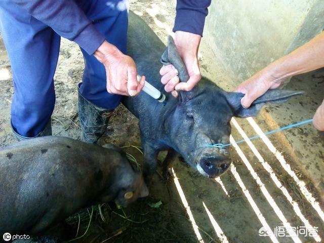 木乃伊怀孕:怀孕两个月的母猪能打伪狂犬疫苗吗？