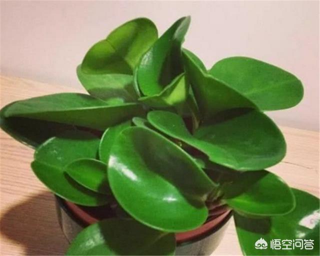 青叶碧玉:请问吸烟鬼盆栽属于什么植物？