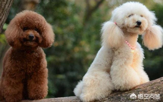 贵妇人犬和泰迪区别:泰迪真的是贵宾犬，养狗狗的人知道吗？