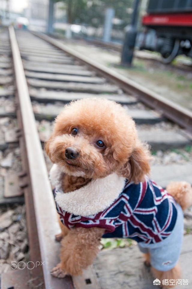 泰迪犬属于贵宾犬吗，泰迪什么时候才算成年，需要注意些什么