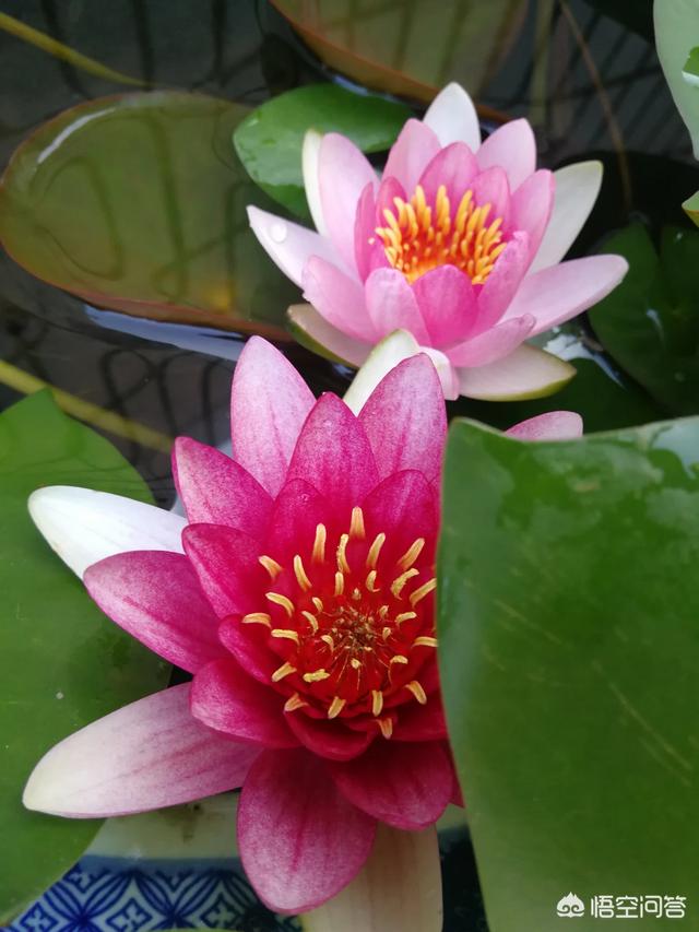 鱼缸养睡莲图片大全:为什么在鱼缸里养的睡莲开始很好，后来断根了？