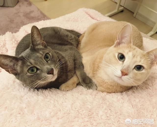 猫打疫苗前注意事项:养猫，有哪些事情需要注意？