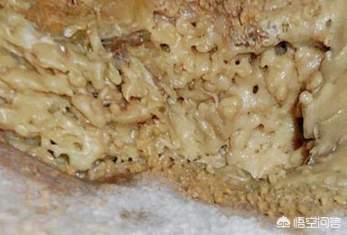 卡罗莱纳死神:除了人类还有什么动物食用辣椒