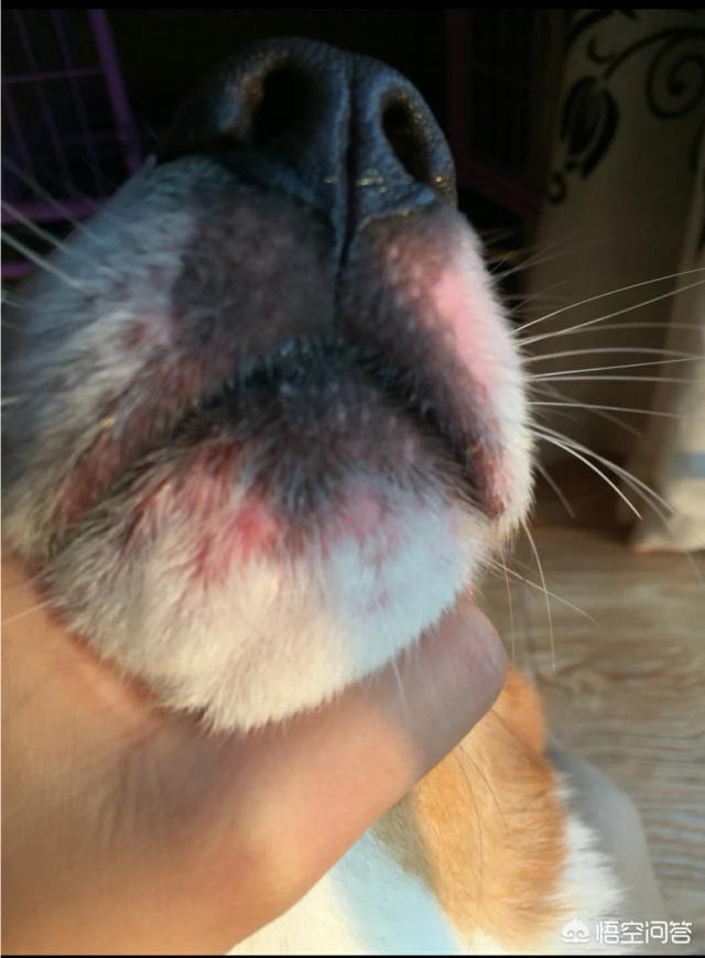 犬虫净驱球虫效果好吗:宠物驱虫是打针驱虫好还是吃药驱虫好？