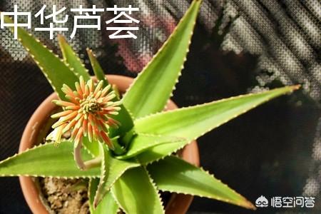 中国芦荟的图片大全集:芦荟叶尖干瘪要剪掉吗？要注意什么？