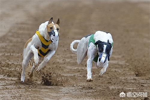 河间格力犬种公:格力犬有炎症影响怀孕吗？