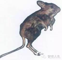 圣诞岛虎头鼠:濒临灭绝的动物一般都会有何特点近些年来有多少物种已经灭绝了