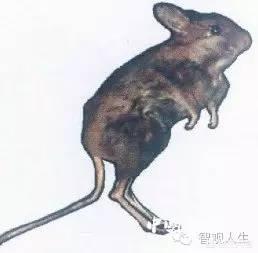 巴基斯坦沙猫人工养殖:巴基斯坦沙猫的故事 世界上已经灭绝的动物。（图和介绍）？