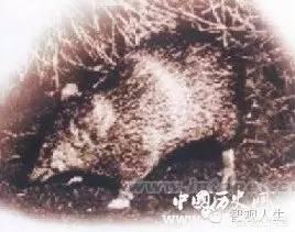 圣诞岛虎头鼠:濒临灭绝的动物一般都会有何特点近些年来有多少物种已经灭绝了