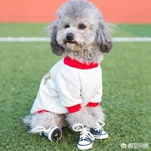 疯狂的小狗狗粮肾衰竭:哪些情况会造成狗狗肾衰竭？ 疯狂的小狗狗粮中毒事件