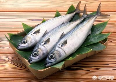 海鱼:海棠书屋 海鱼和淡水鱼有什么区别？
