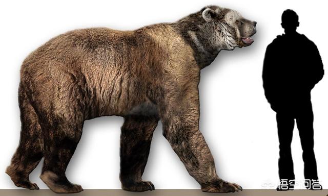 史前巨熊体型可以长多大？