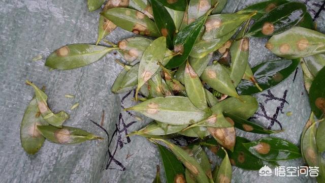 八角树发生大面积落叶已经有十几年了,用什么药来医？