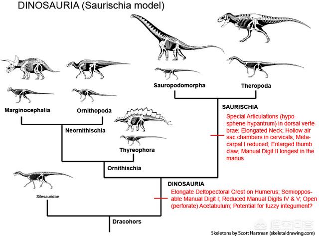 恐龙解谜，科学家说恐龙的祖先，是一种水蜥蜴进化而来的，是真的吗