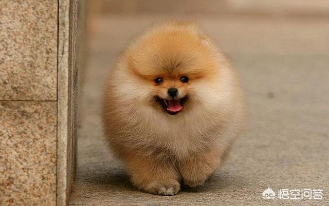 博美狗图片:博美犬为什么喜欢睡在你身边？