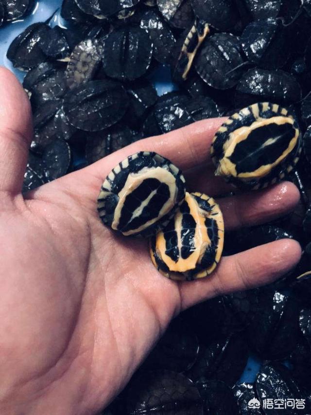 越南金钱龟苗价格:我钓到一只野生金钱龟，要转让，不知价位多少？