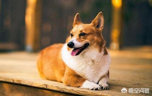 博美犬图片:博美便便怎么样算正常，博美便便又黑又硬正常吗？
