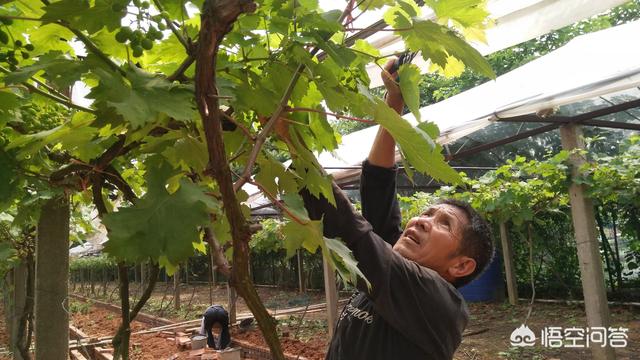 巨峰葡萄种植技术大全:巨峰无核葡萄什么时候二次膨大？什么时候施钾肥？