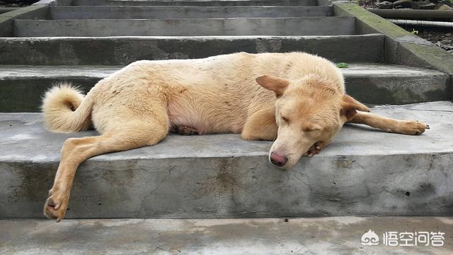 土狗图片:买的金毛串串，但是我感觉是纯土狗，有没有识货的？ 土狗图片 杂交