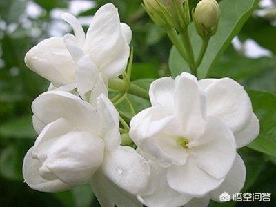 月光花是昙花吗:什么花早晨开，什么花中午开，什么花晚上开？