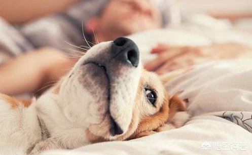 宠物可以和人一块睡吗，宠物狗到底可以和人一起睡吗？会有危害吗？