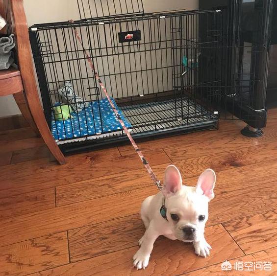 法牛犬价格与图片:在狗市高价买来杂交斗牛犬，是一种什么样的体验？