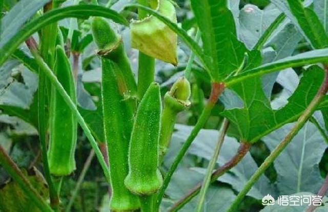 秋葵壮阳有科学依据吗，种植黄秋葵的防病虫害的方法有哪些