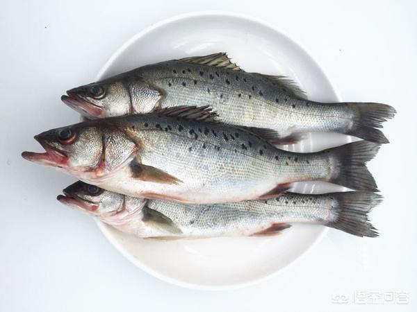 有的海鱼为什么比淡水鱼好吃，请问冻海鱼好还是淡水鱼好