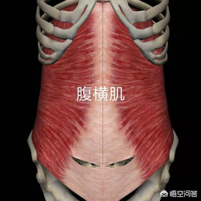 腹橫肌與腹內斜肌應該怎麼練習?