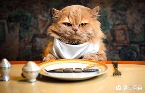 包子脸猫zeroc:养一只拥有旷世容颜的猫咪，是一种什么体验？