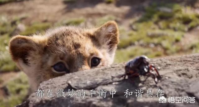 大象墓地:真的有那种大象死后都去的象冢吗