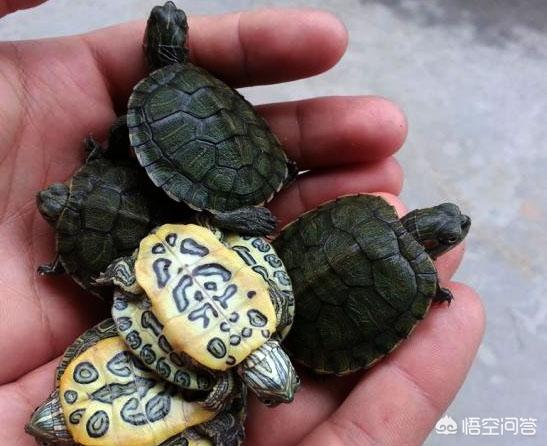 红腿陆龟会游泳吗:简单，好养的陆龟有哪些？